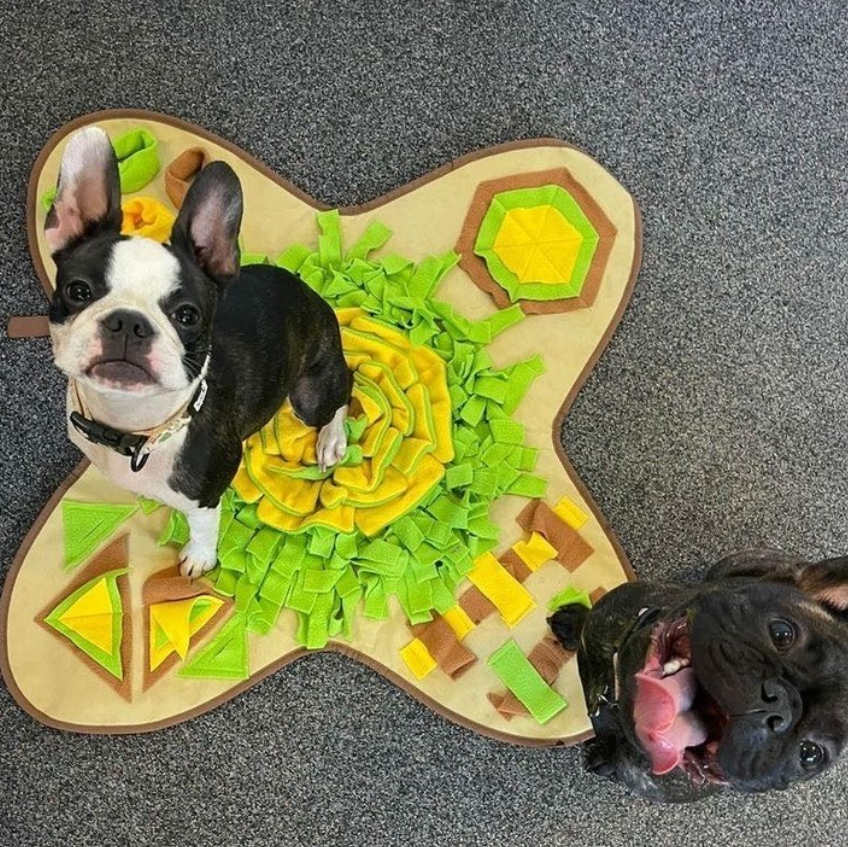 Best Rated Snuffle Mat Pet Enrichment Australia Pawtrait Studio