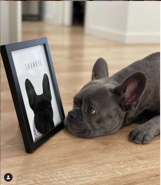 Pawtrait Studio & Prints -  Australia's Leading Pet Portrait Creator